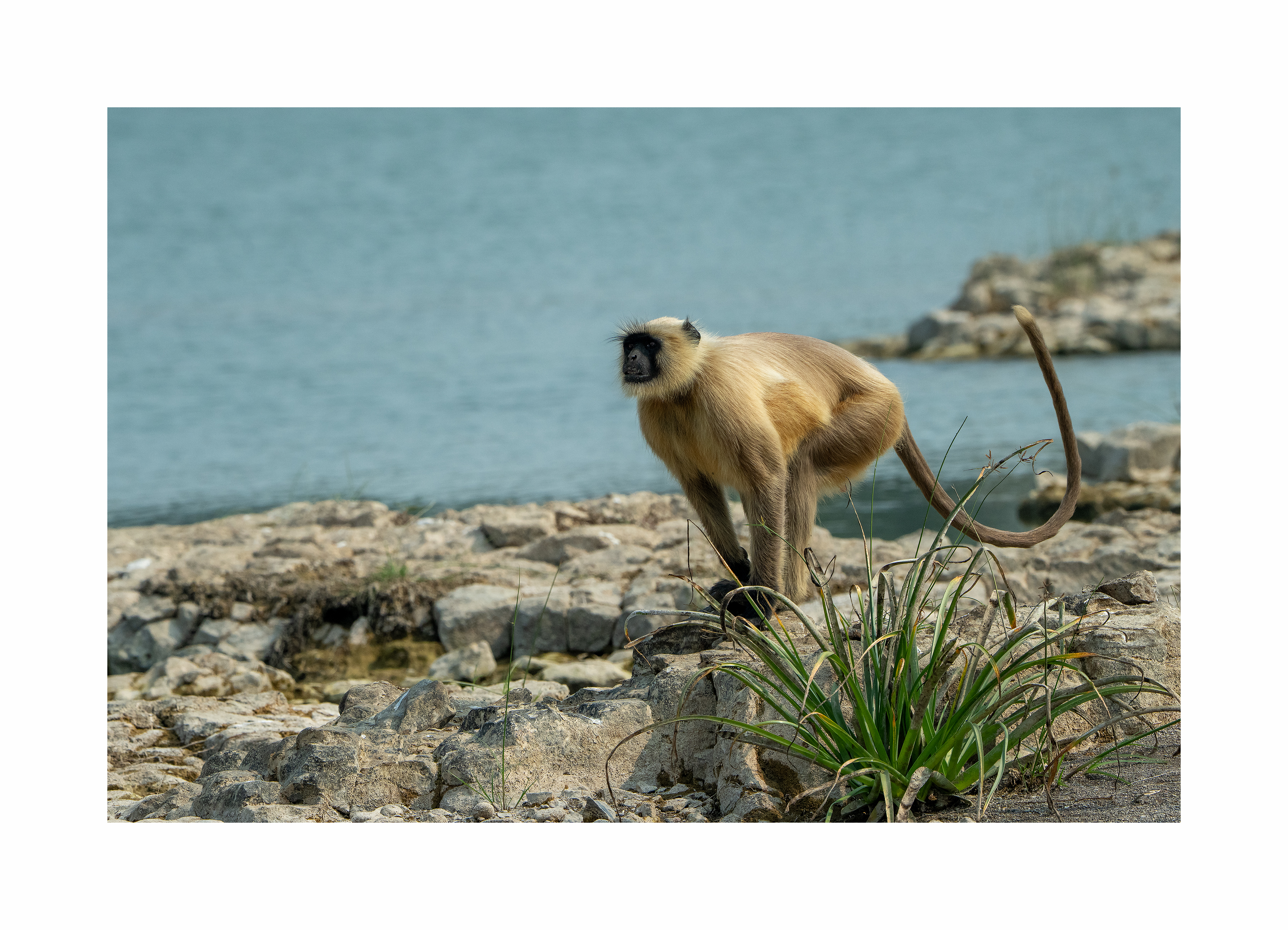 BPCL - Bina Biodiversity Study 23